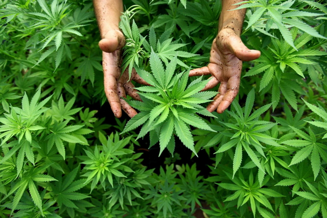 В грузии декриминализировали марихуану 26 кг марихуаны